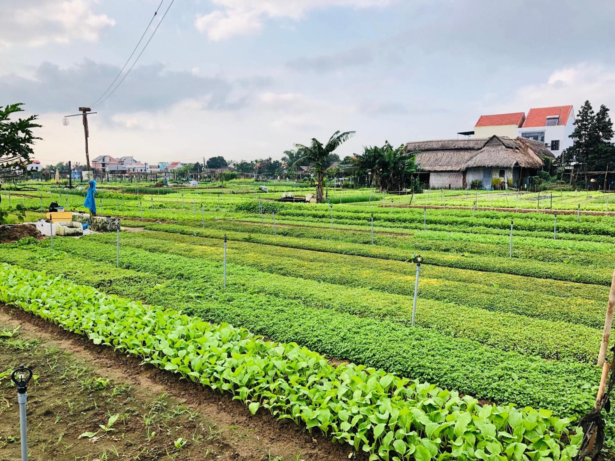 Snow Pearl Homestay Hoi An Exterior foto